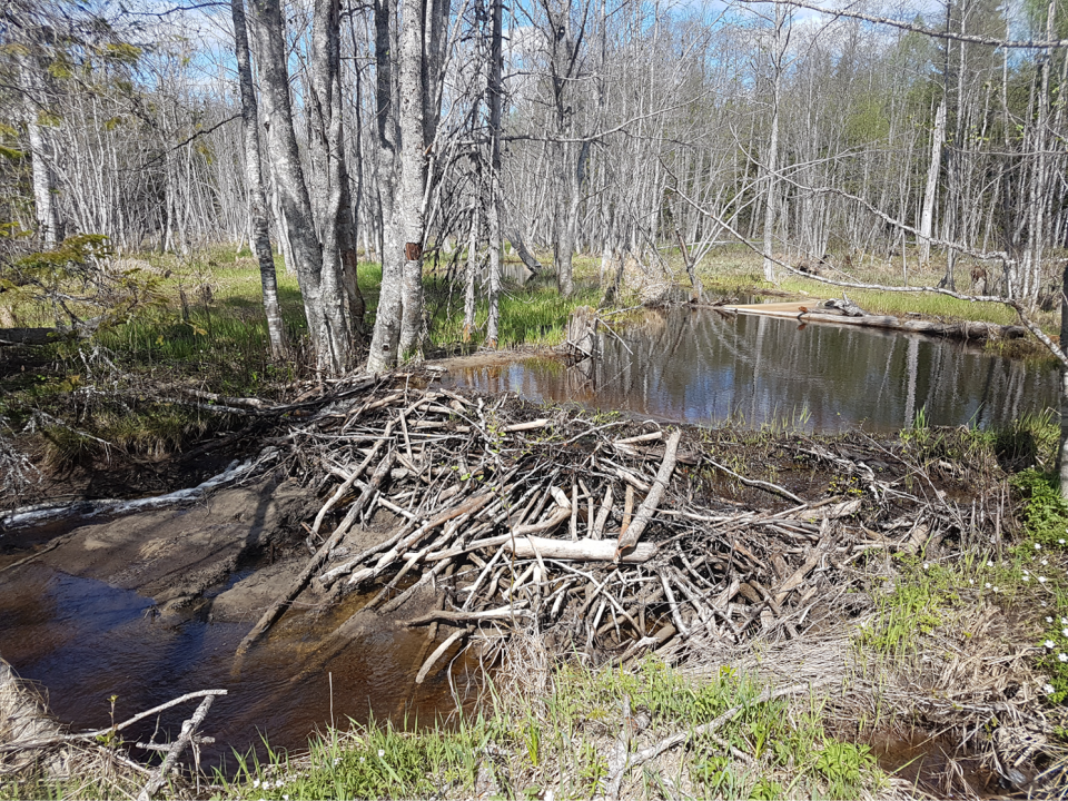 Beaver dam in Sweden