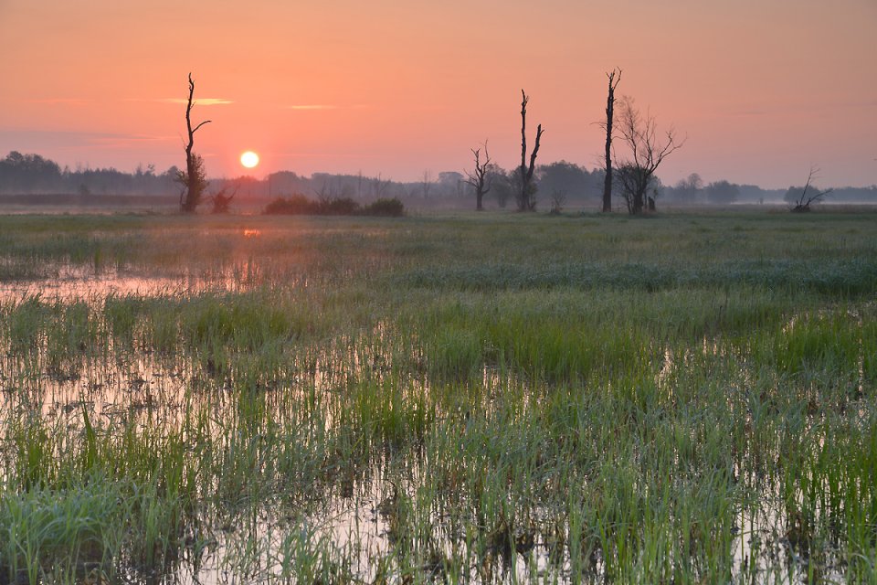 Kampinos National Park (c M.Szajowski & A.Andrzejewska) Kampinos National Park (c M.Szajowski & A.Andrzejewska)