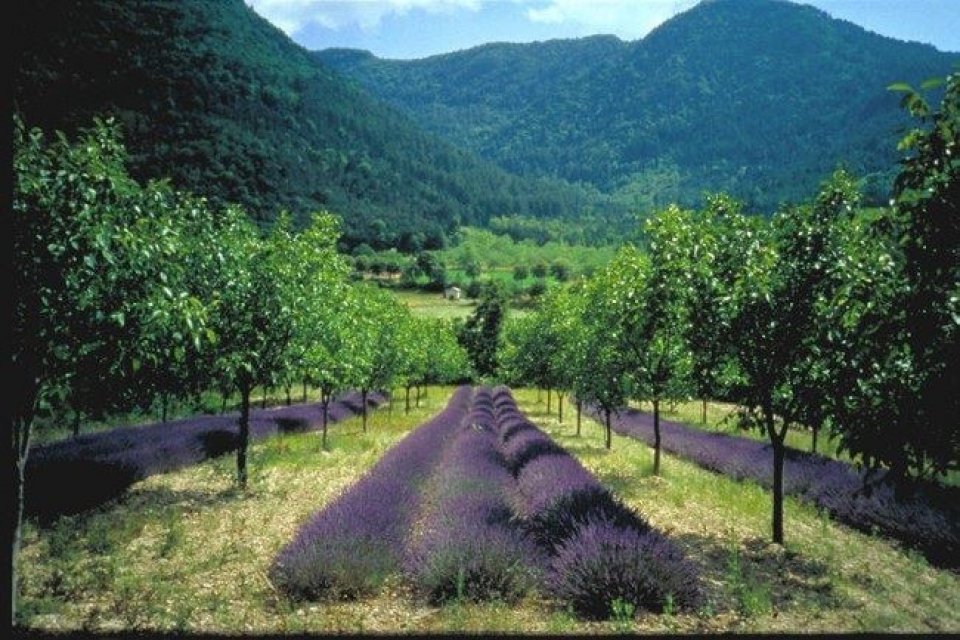 french agriculture