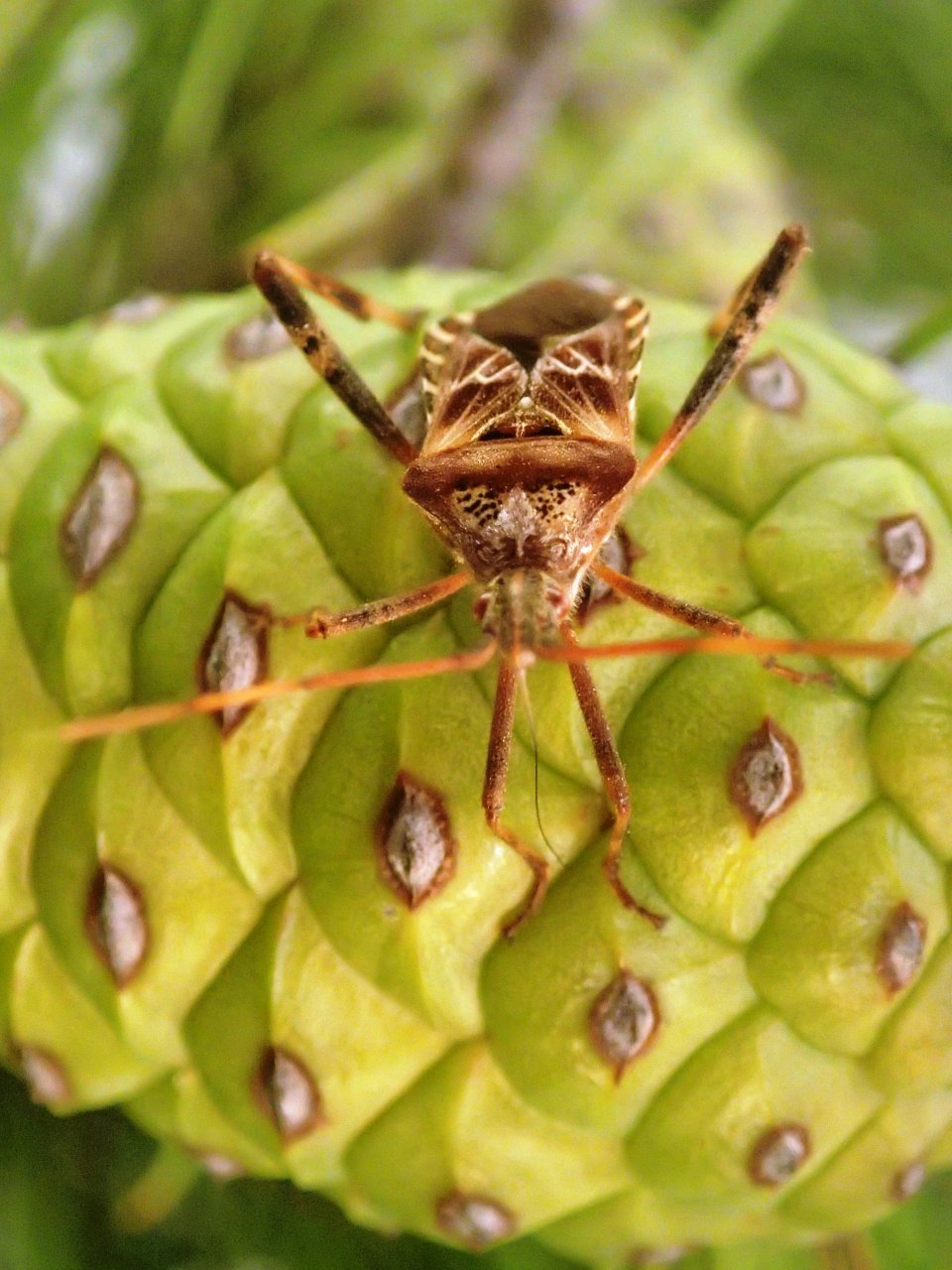 Adult L. occidentalis on a stone pine cone