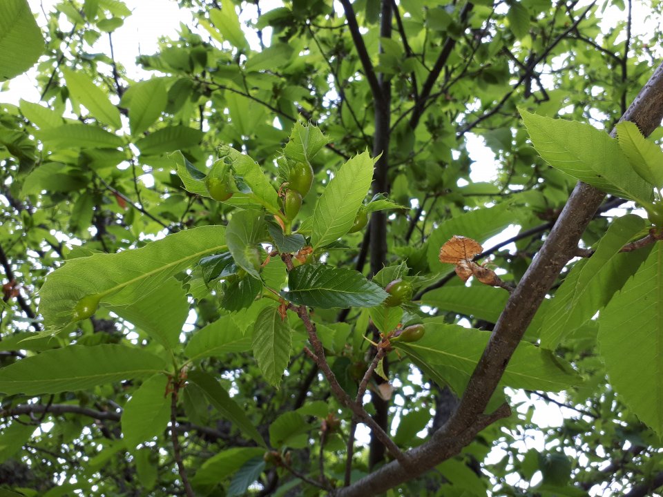 Dryocosmus kuriphilus - chestnut gallwasp