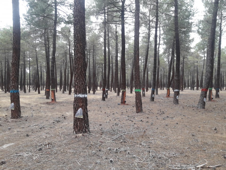 Resin production test plot in a European forest