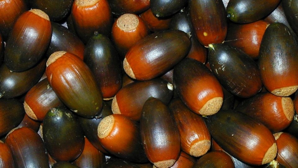 Cork oak acorns