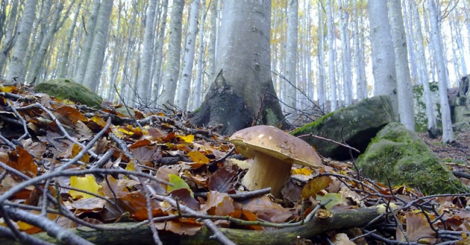 Mushroom in Borgotaro Mushroom in Borgotaro