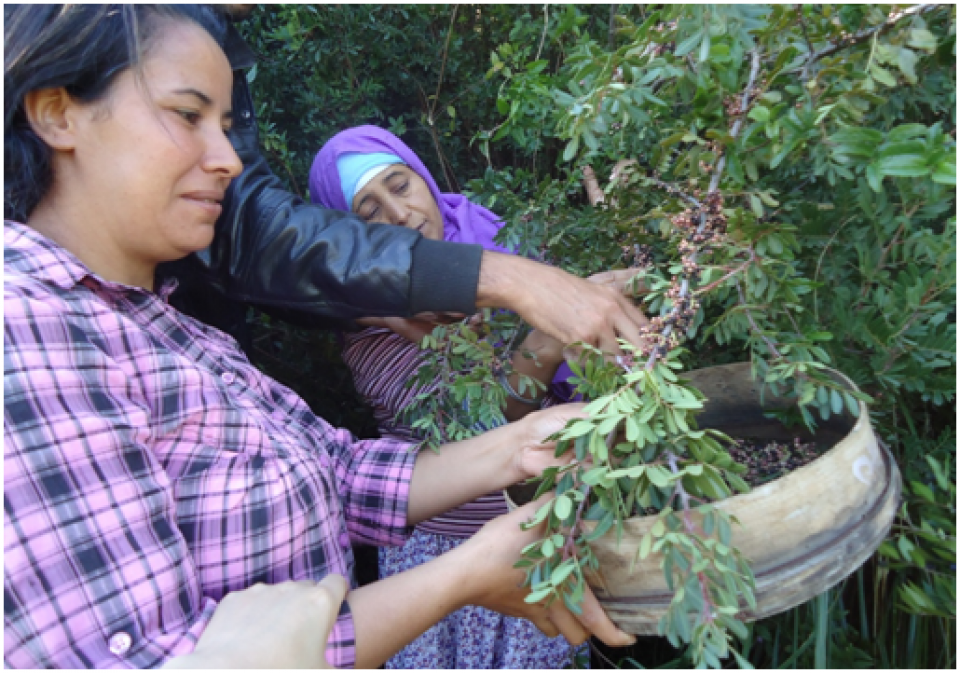 Pistacia lentiscus fruits harvest