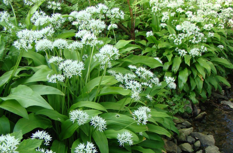 Allium ursinum Allium ursinum