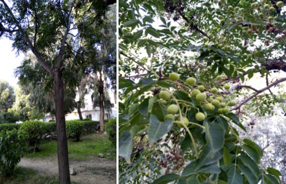Melia azedarach L. ( tree, leaves & fruits)