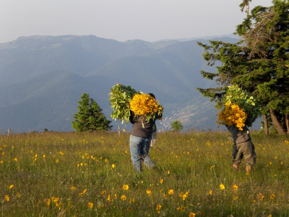 Cueilleurs d'Arnica montana