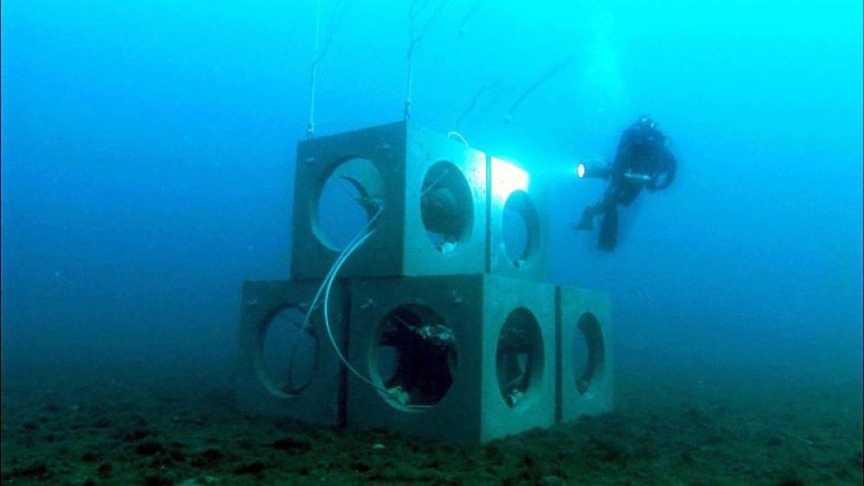 Artificial reefs - Prado bay (3)