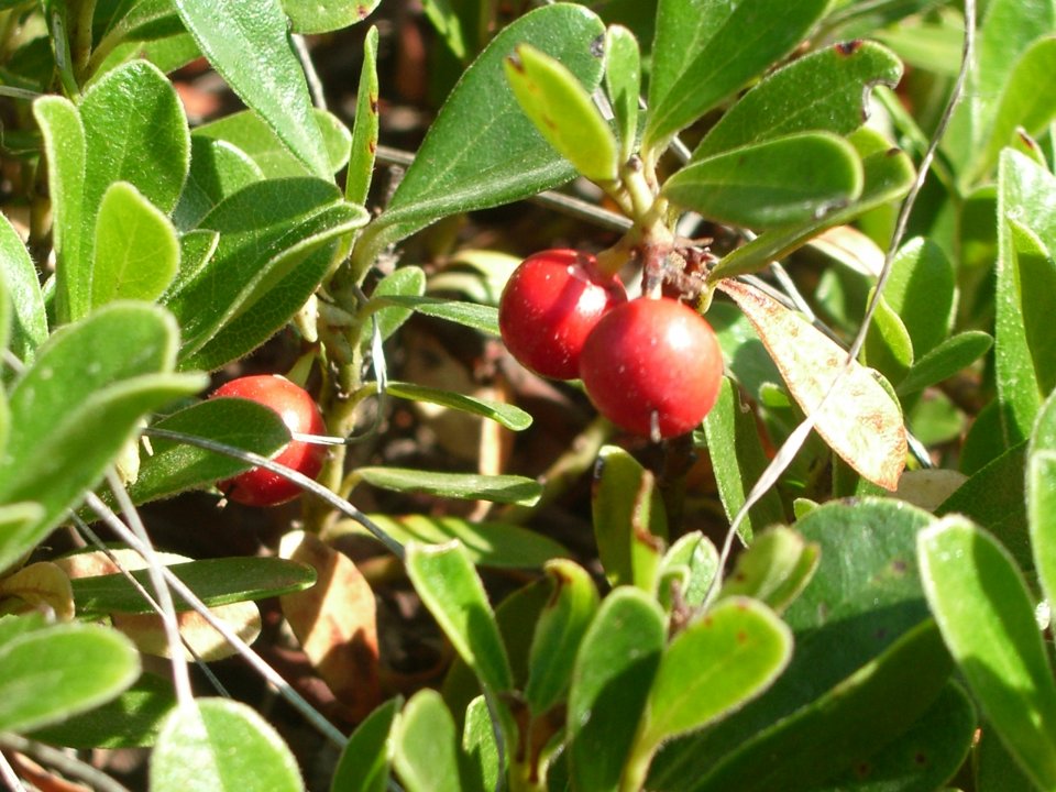 Arctostaphylos uva-ursi fruit detail. Source: GPAM-CTFC