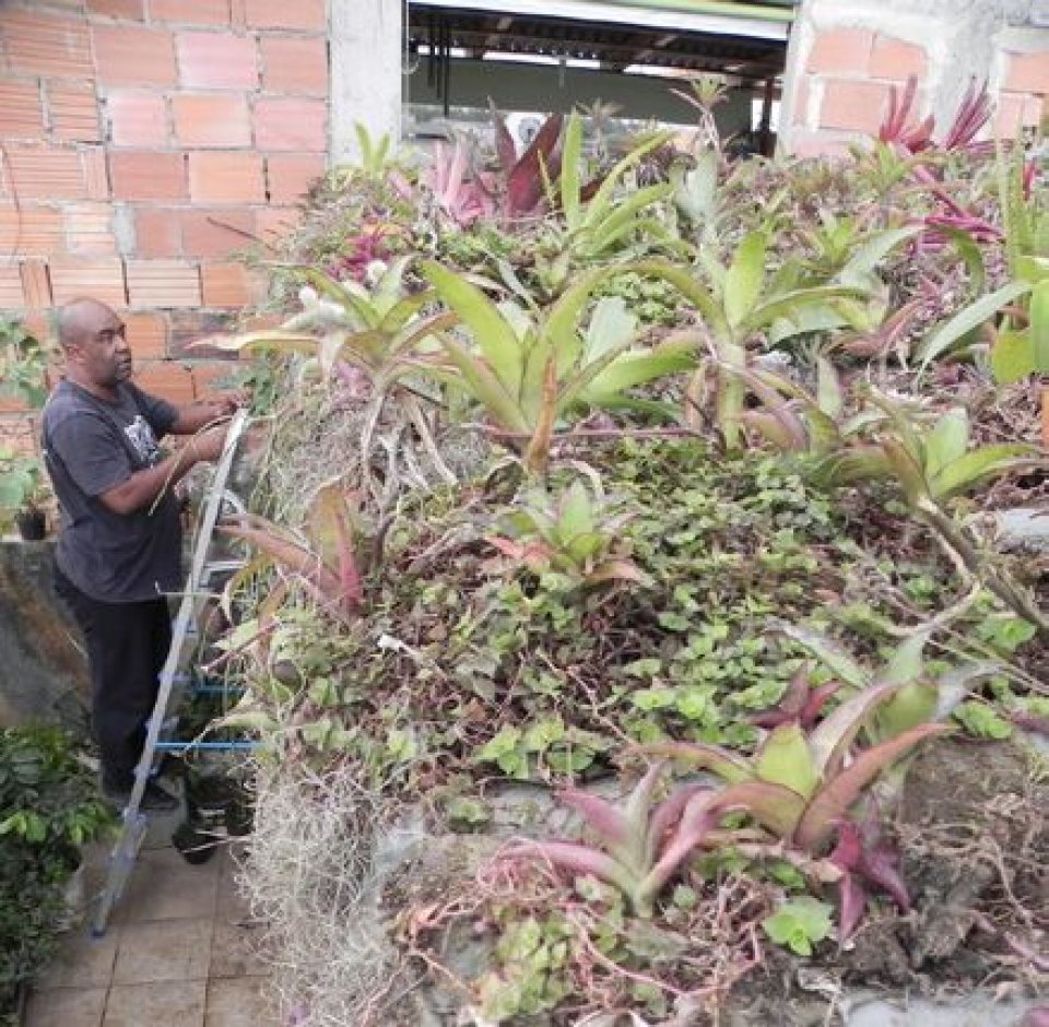 The extensive use of bromelias on the green roofs for keeping the weight of the structure low for safety (Image from Herzong and Rozado 2019).
