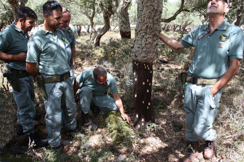 Lymantria egg masses on a cork oak tree and CFVA personnel in charge of monitoring