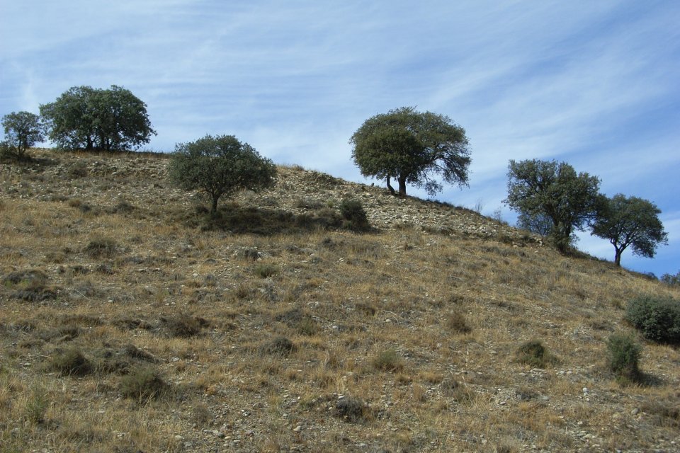 Wild truffle producing mediterranean landscape