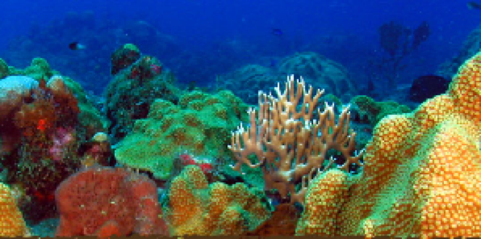 Healthy reefs for recreation, fisheries and flood protection on St ...