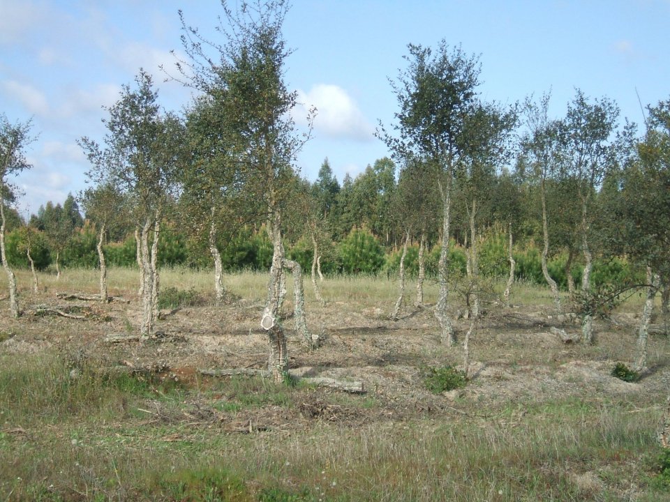Pruned cork oak trees