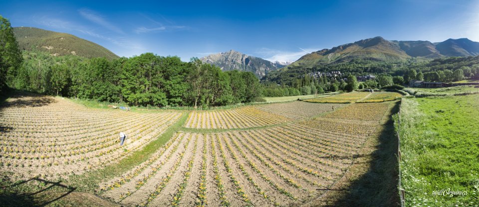 Comercial cultivation of arnica (Arnica montana), edelweis (Leontopodium alpinum) and marigold (Calendula officinalis) by Taüllorgànics company in the Catalan Pyrenees mountains (Taüll, LLeida, Spain). Autor: Taüllorgànics. Comercial cultivation of arnica (Arnica montana), edelweis (Leontopodium alpinum) and marigold (Calendula officinalis) by Taüllorgànics company in the Catalan Pyrenees mountains (Taüll, LLeida, Spain). Autor: Taüllorgànics.
