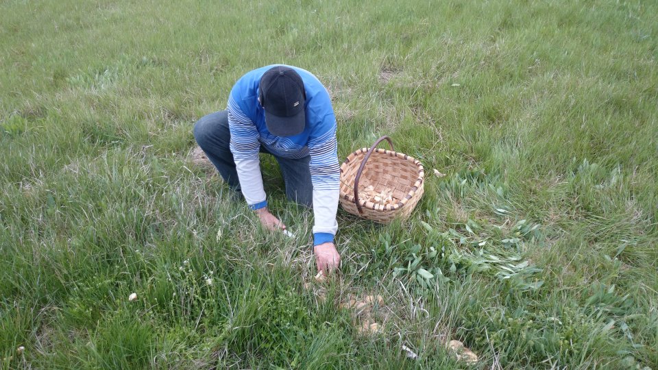 Wild mushroom picker. Wild mushroom picker.