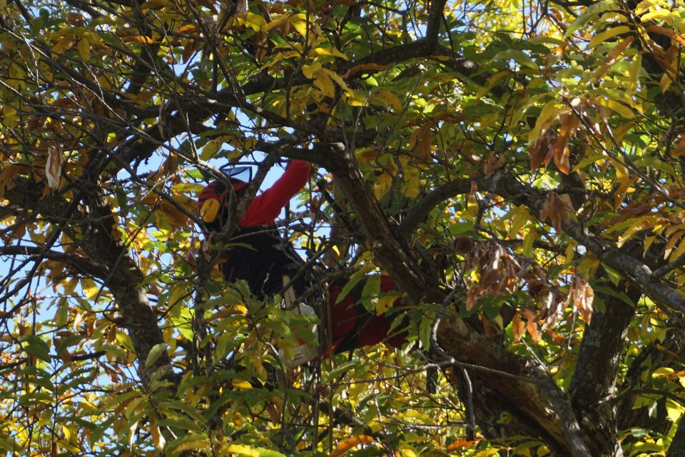 Professional chestnut pruning Professional chestnut pruning