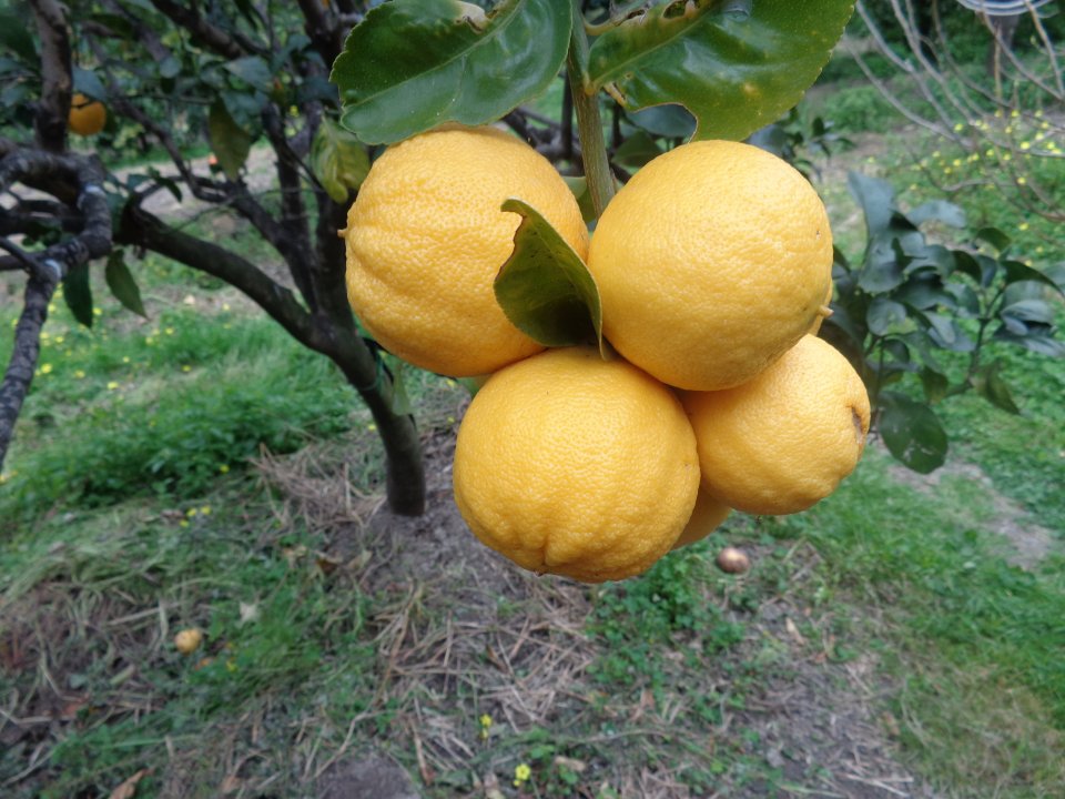 Bergamot Production System In Calabria Oppla