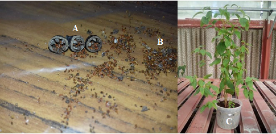 E.saligna morphological aspect (A: fruit, B: seed, C: plant (6months after seed sowing) (INRGREF, 2016)) E.saligna morphological aspect (A: fruit, B: seed, C: plant (6months after seed sowing) (INRGREF, 2016))