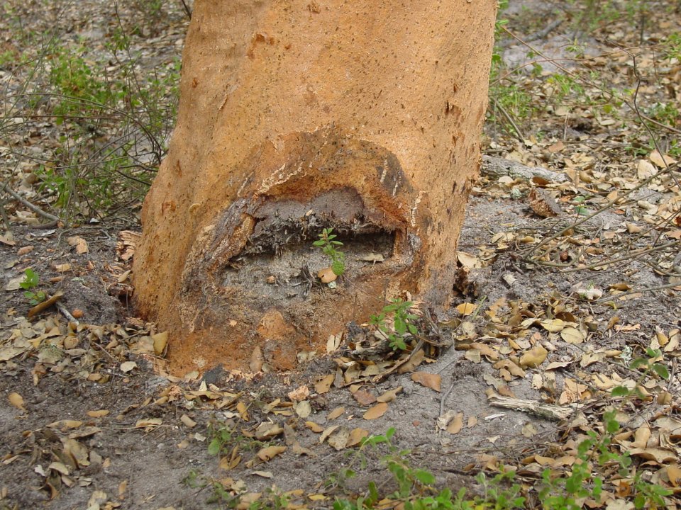 Cork oak trunk damage by mechanical operation