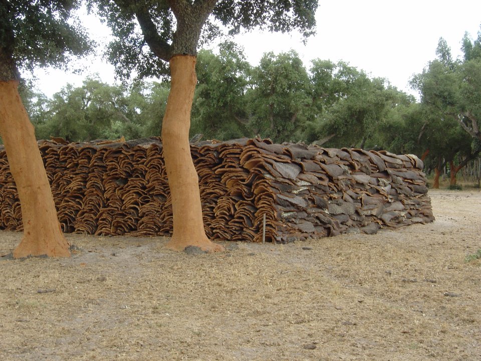 Pilled cork after debarking