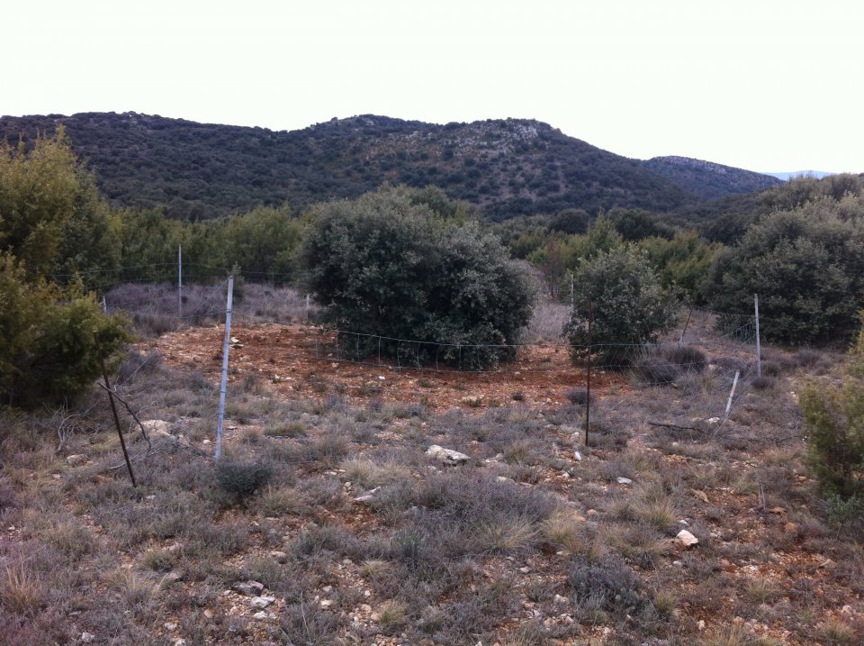 Electroculture: The Plant Growth Stimulation - Pacific Truffle Growers