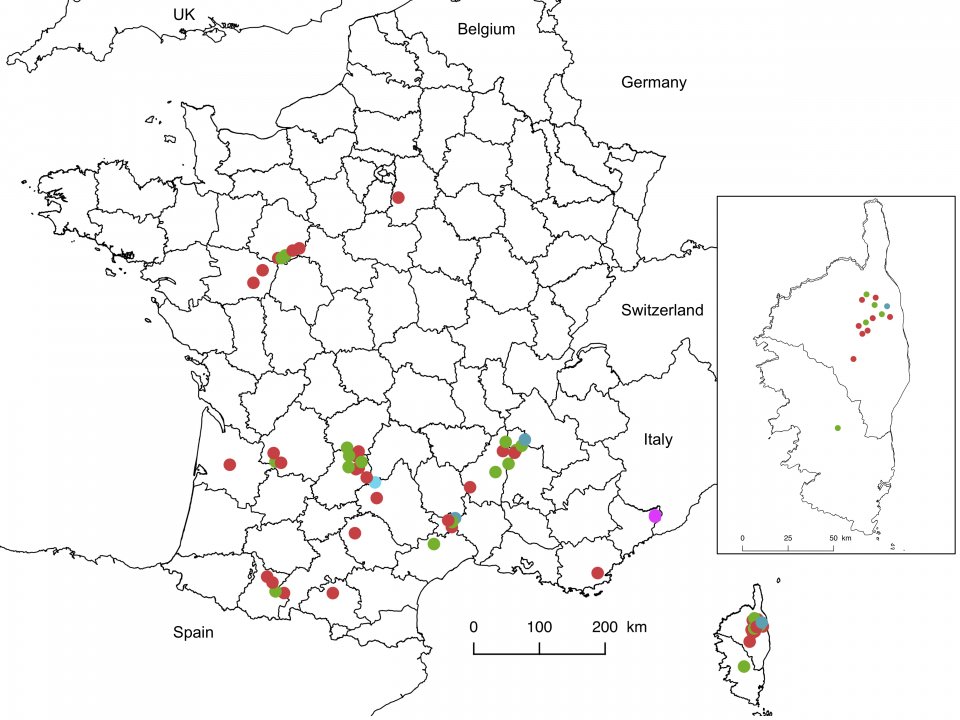 Distribution map of the Torymus sinensis experimental releases done between 2011 and 2014 in continental France and Corsica (rescaled in box). Red circles, 1x100 females released; green circles, 2x50 females released; blue circles, 1x1 000 females released; purple circles, 2x110 females released