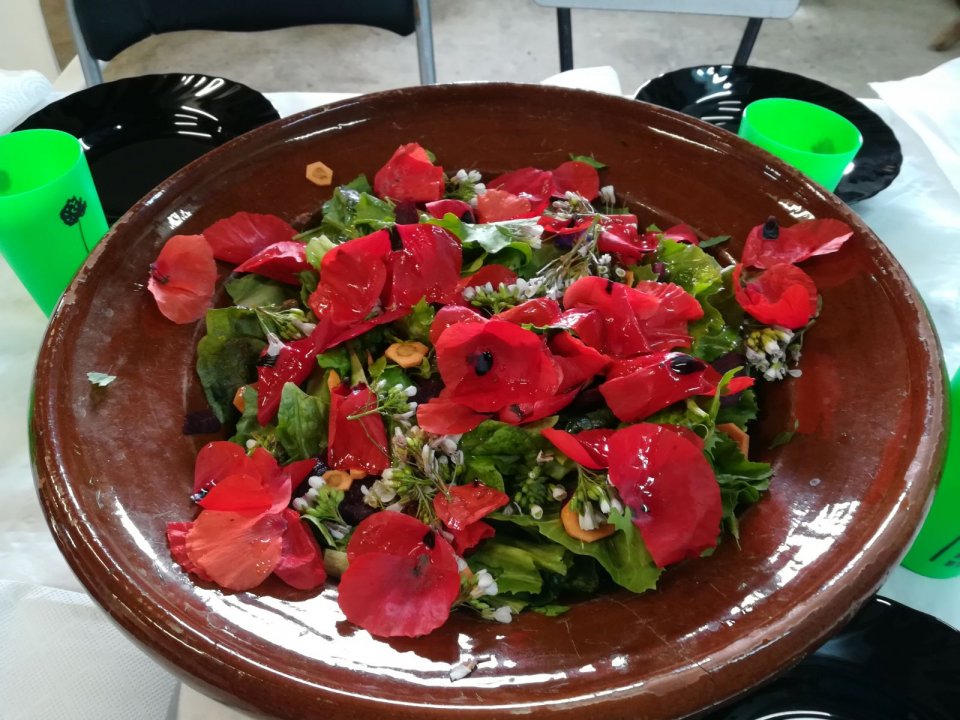 Wild edible herbs salad