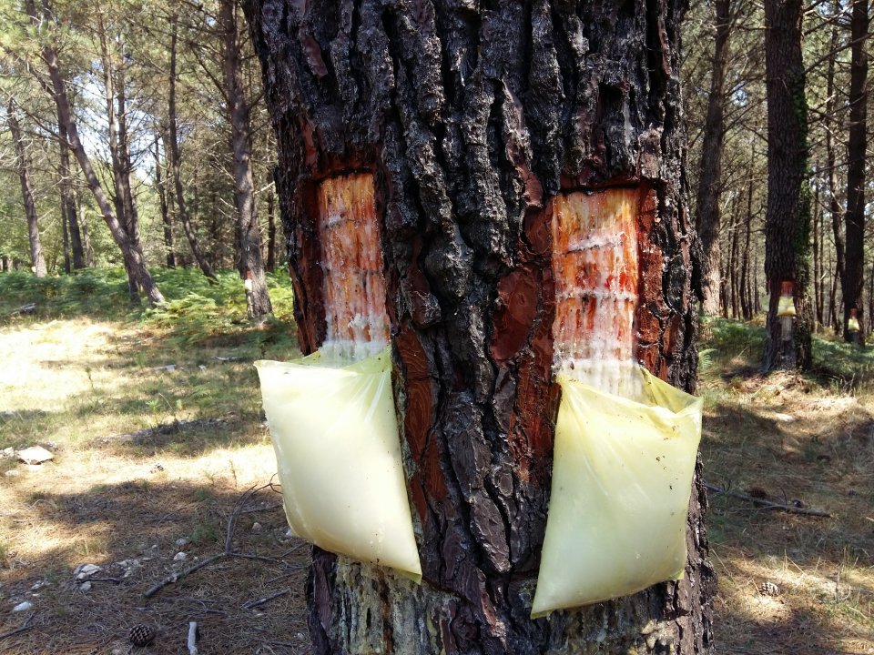 Aspect of the tree trunk incision for resin extraction