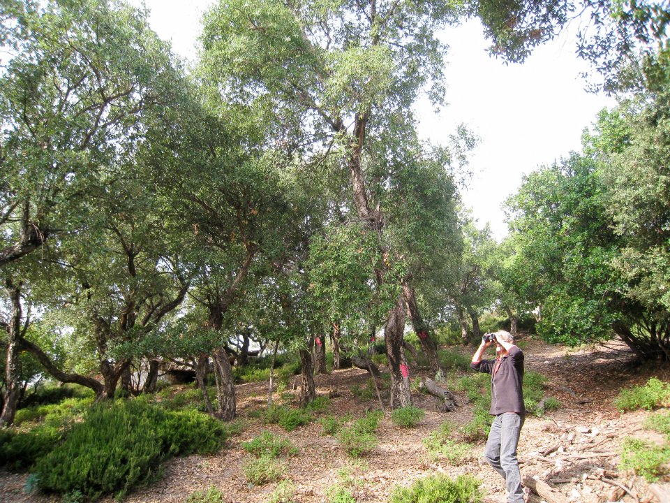 Cork oak plot in the Var department
