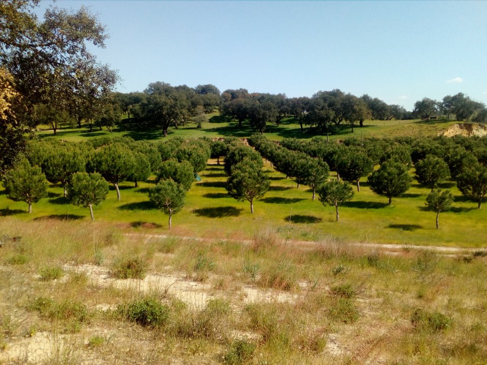 New stone pine plantations in Abegoaria.