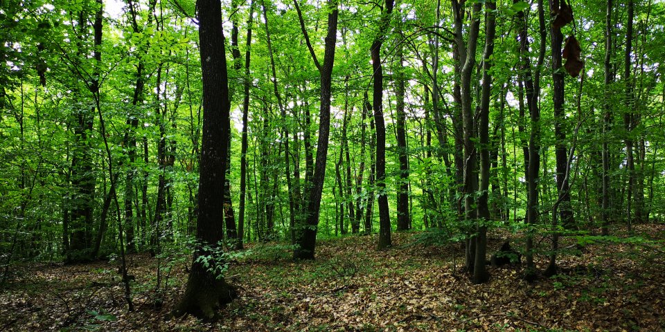 Enhancement of Croatian forest ecosystem services through assessment of ...