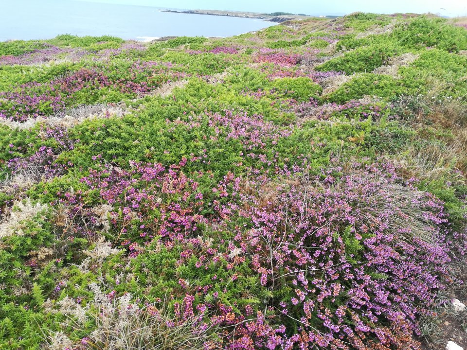 High density wild heather population (Calluna vulgaris) in Galicia (Spain). Source: GPAM-CTFC. High density wild heather population (Calluna vulgaris) in Galicia (Spain). Source: GPAM-CTFC.