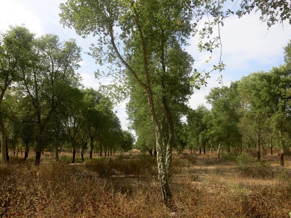 Young cork oak stand (at Machuqueira do Grou, Coruche, Portugal), with 19 years-old.