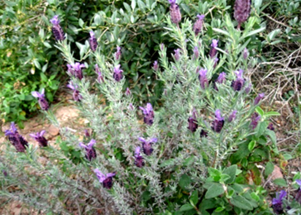 Lavender plant 