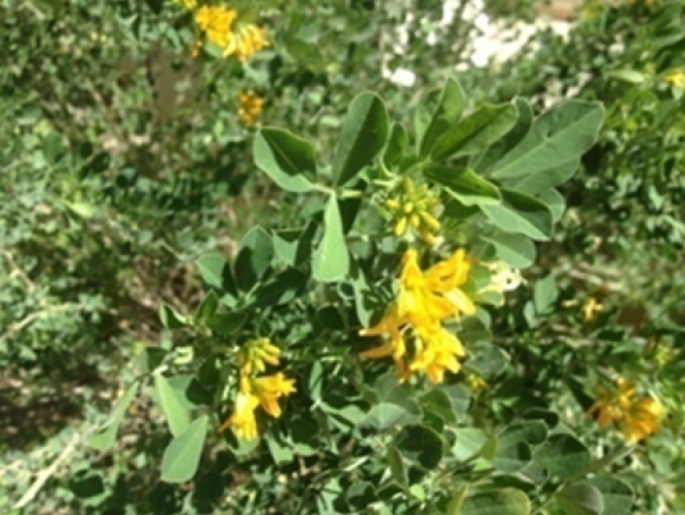Medicago arborea leafs and flowers Medicago arborea leafs and flowers