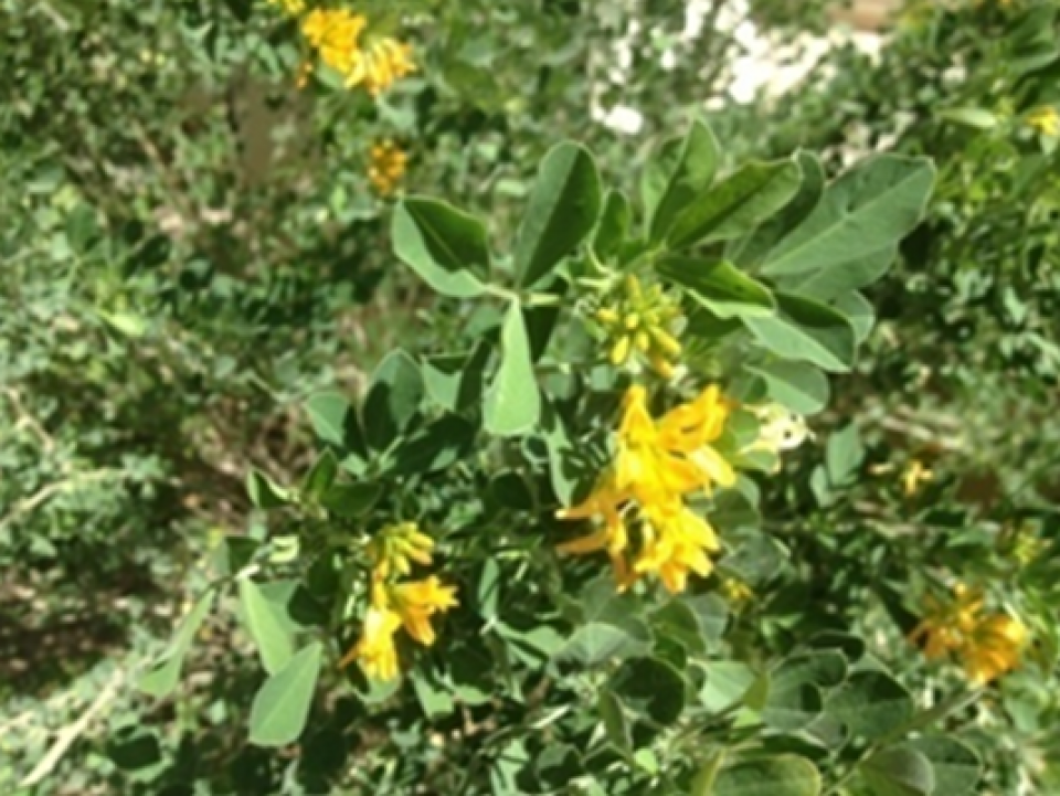 Medicago arborea leafs and flowers 