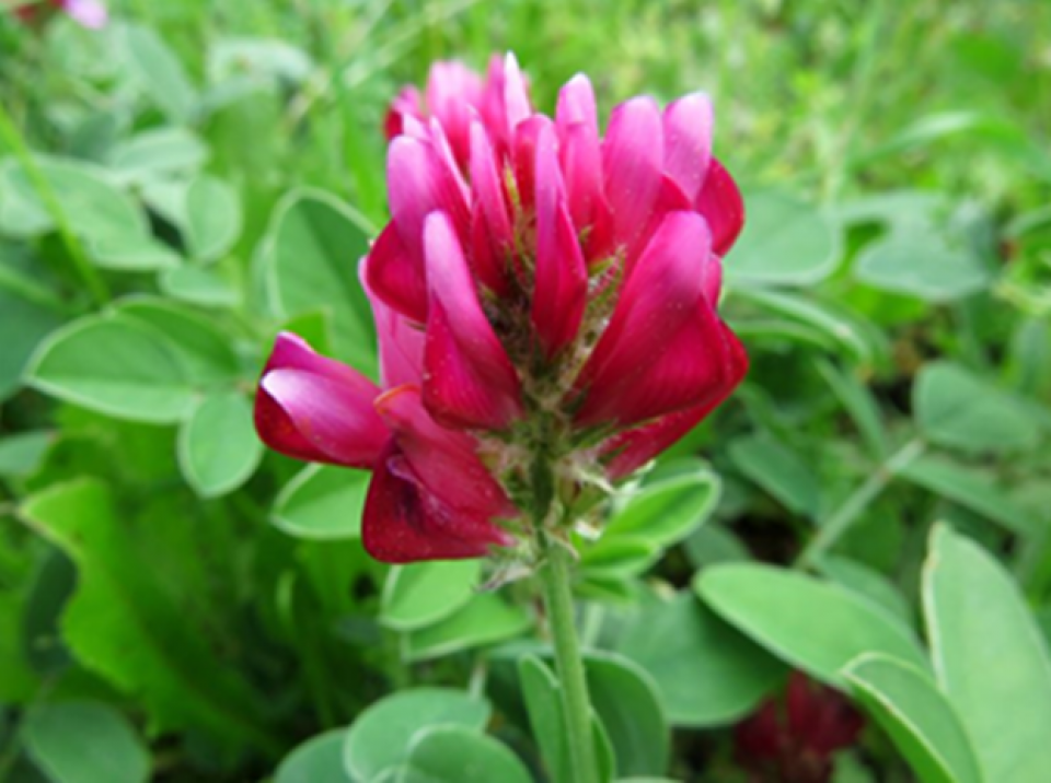 Sulla flower and leaves