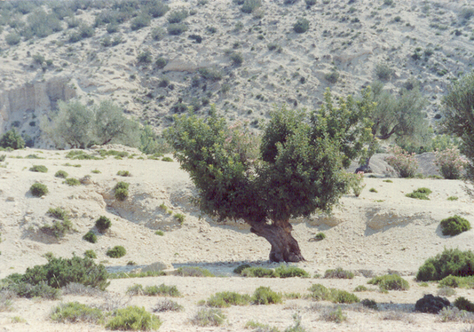 Spontaneous, aged carob tree pruned and grafted at Oueslatia