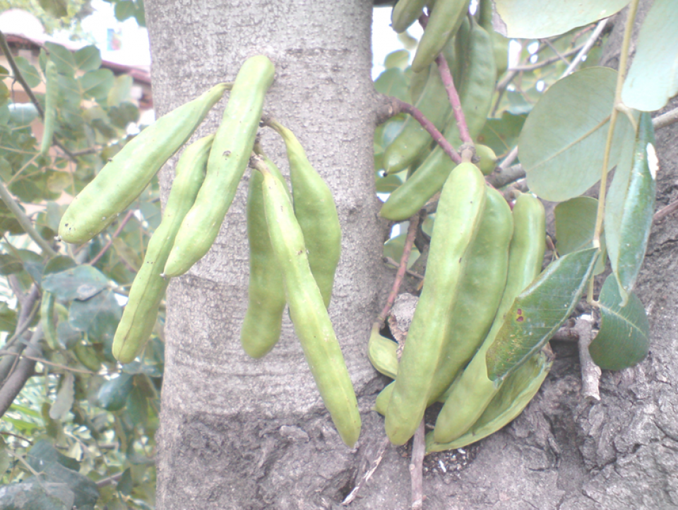 Carob pods