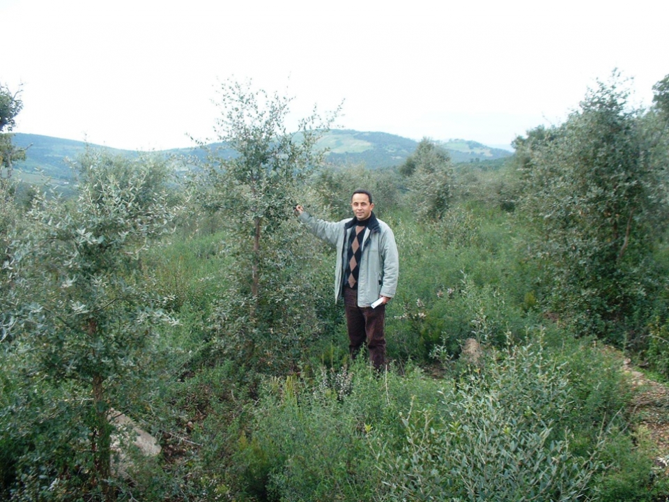 Cork oak plantation - Tunisia Cork oak plantation - Tunisia