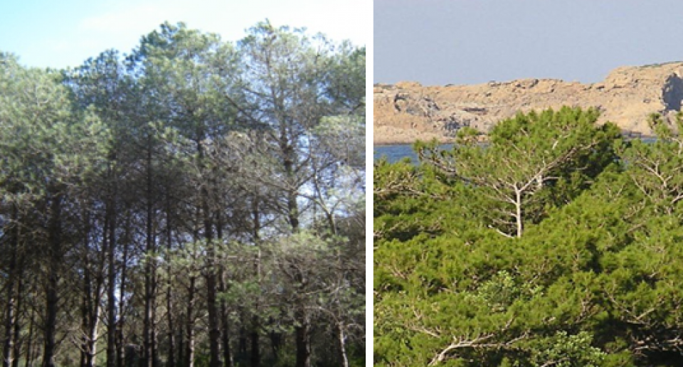 Appearance of Pinus brutia trees (INRGREF, 2017)