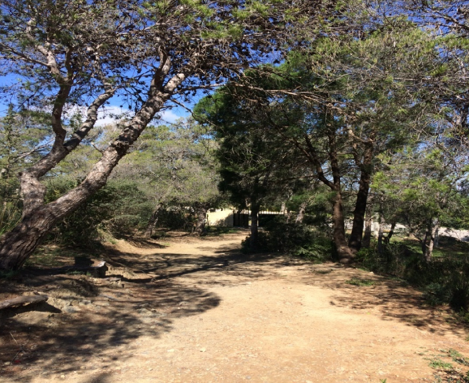 Natural Aleppo Pine forest (Djebel Zaghouen- Zaghouen) Natural Aleppo Pine forest (Djebel Zaghouen- Zaghouen)
