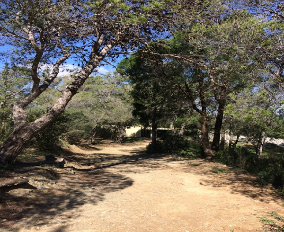 Natural Aleppo Pine forest (Djebel Zaghouen- Zaghouen)