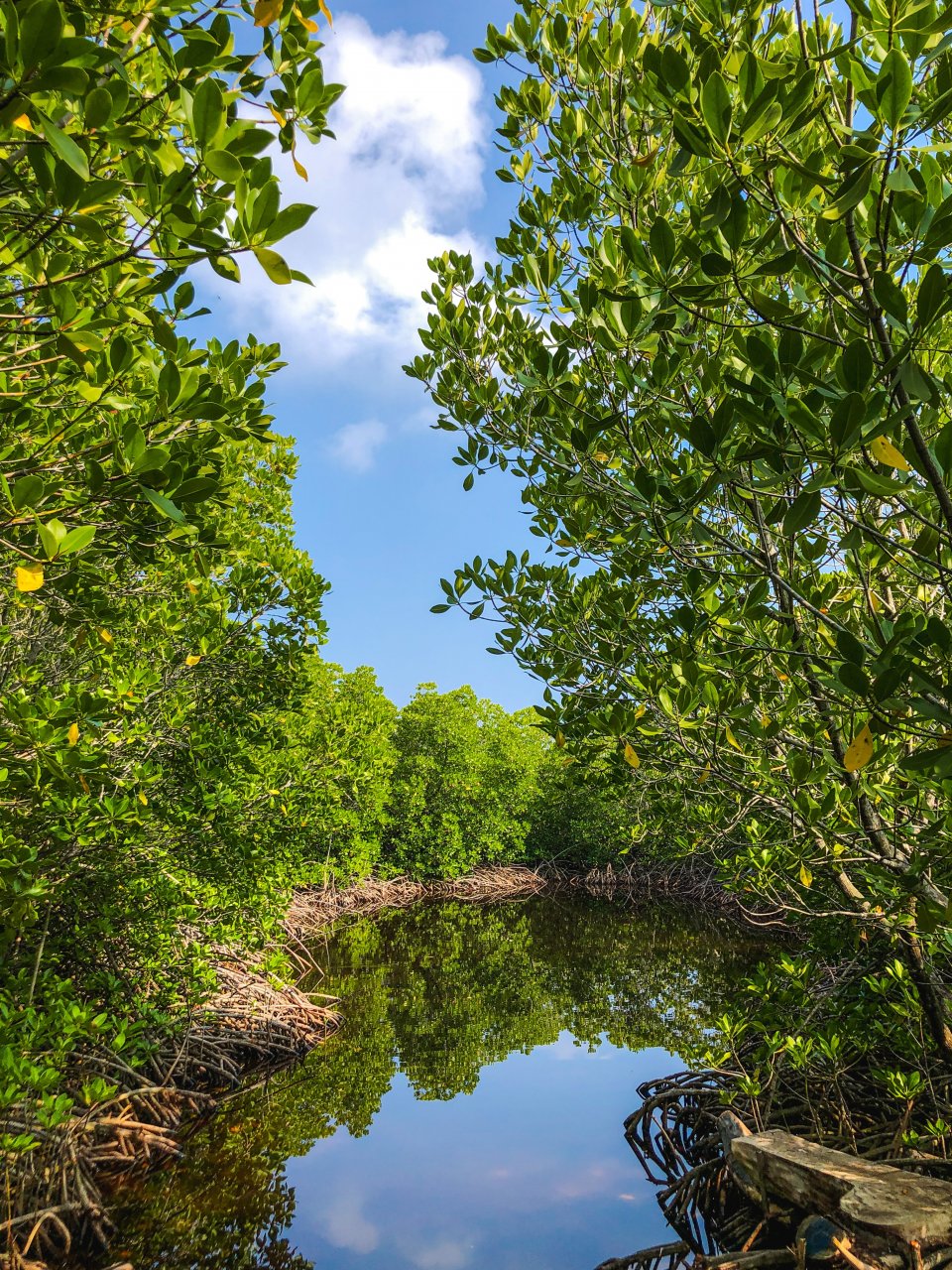 Community-based Mangrove Forest Restoration In Kenya | Oppla