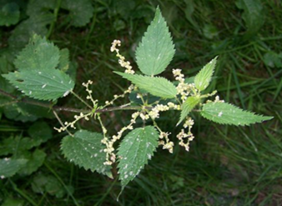 Leaves and flowers of Urtica dioica L.