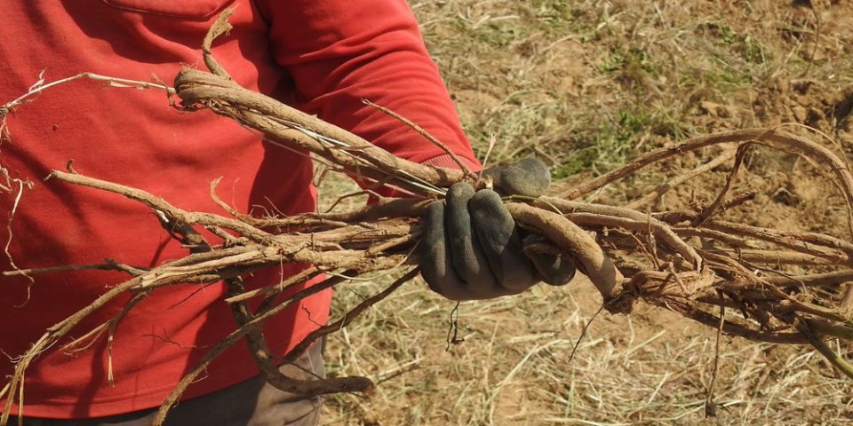 Organic licorice roots (Glycyrrhiza glabra) harvested with sustainable harvest certification "FairWild".