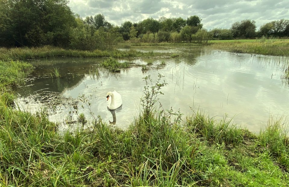 One of the many ponds in the Pinkhill Meadow complex