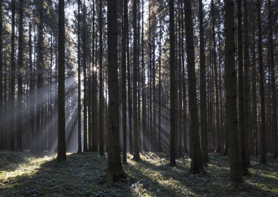 Forest of Epiceas in the north-east of France. Forest of Epiceas in the north-east of France.